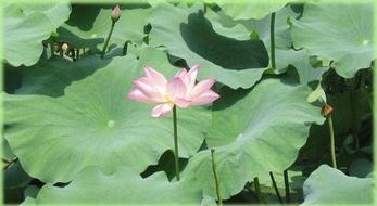 小暑 节气