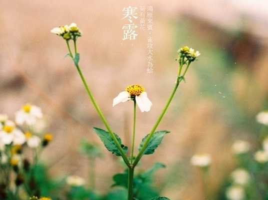 2014年几月几号寒露